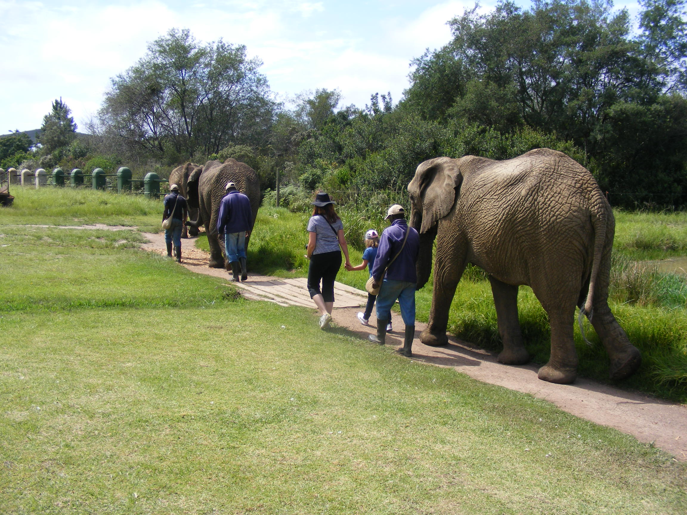 Kruger National Park-Red Africa Safaris - Elephant interaction