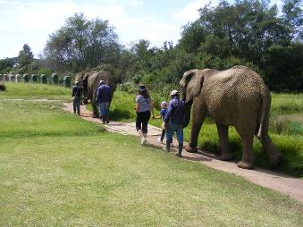 Kruger National Park - Elephant sanctuary