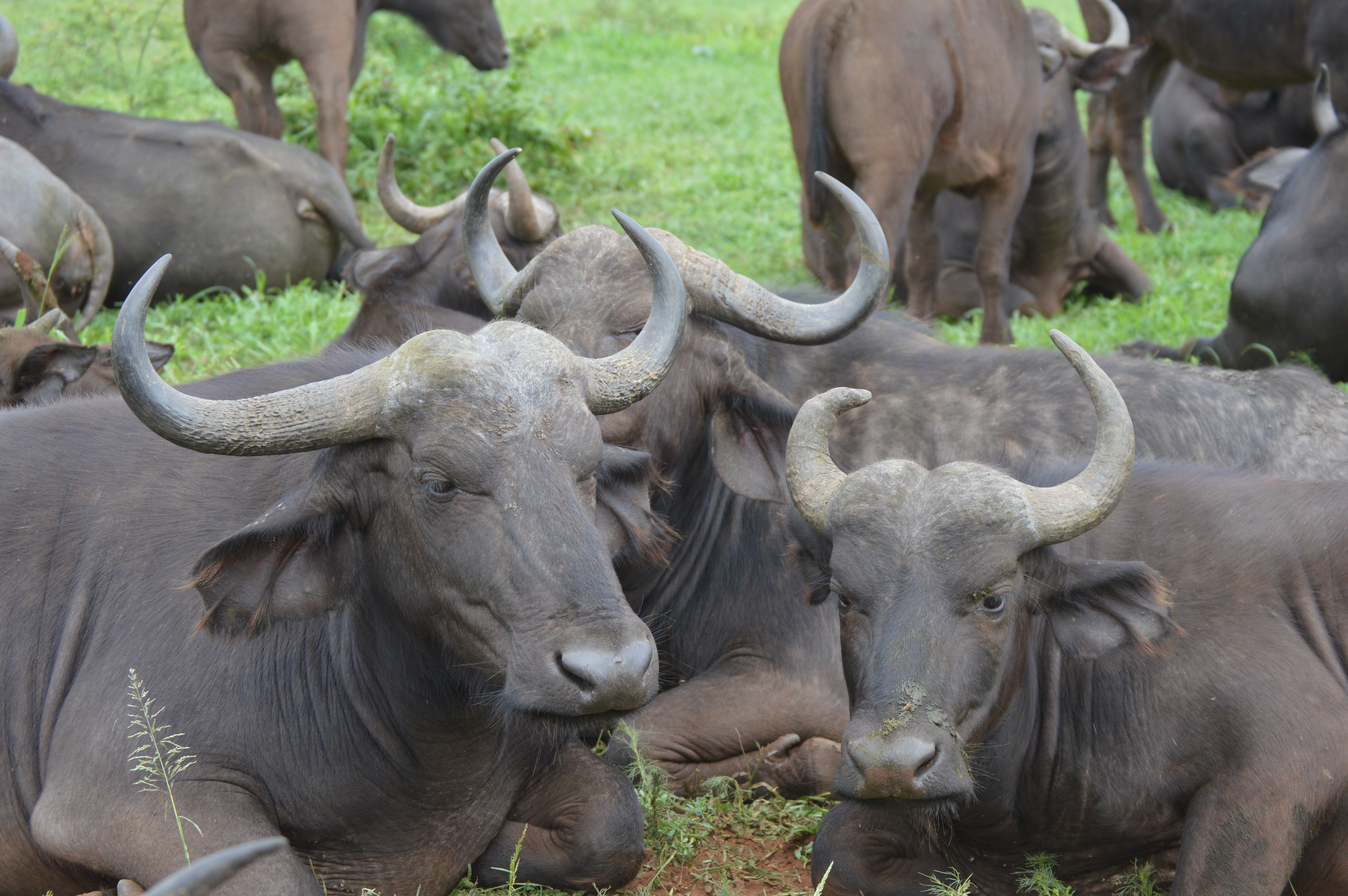 Kruger National Park-African Buffalo-Red Africa Safaris-7 Day Safari