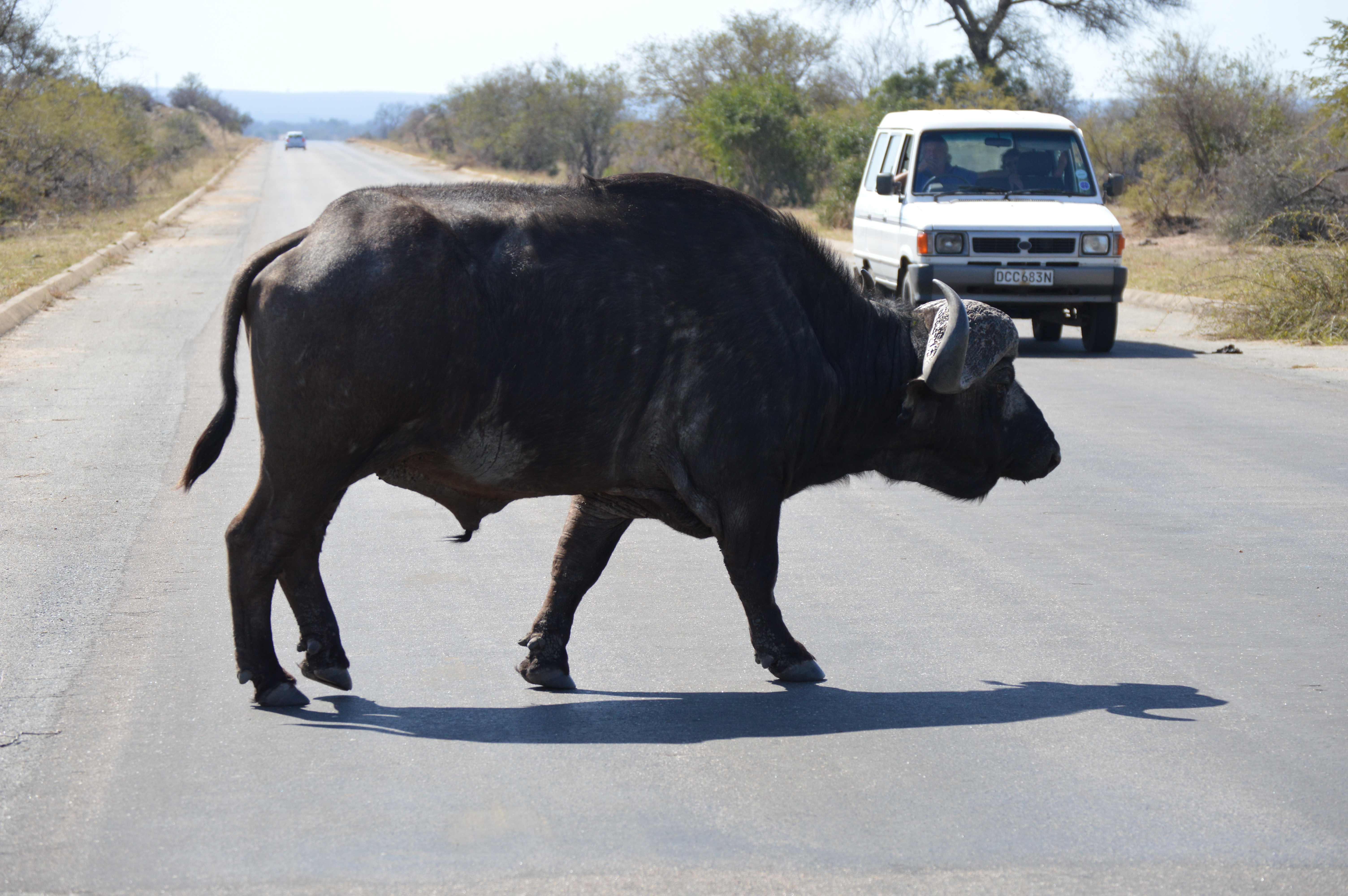 Red Africa Safaris - African Buffalo Kruger National Park Safari Tour