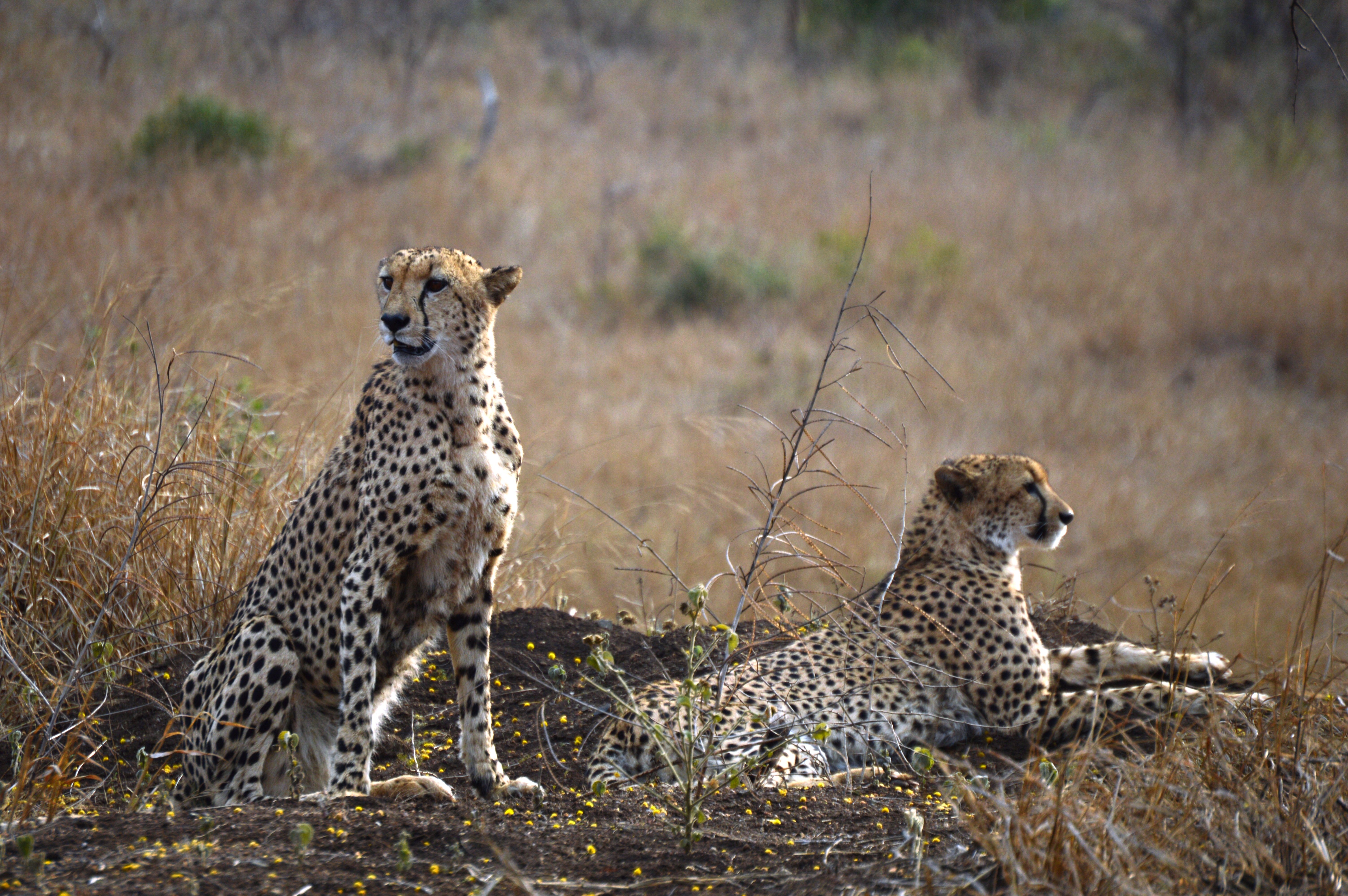 Kruger National Park Safari