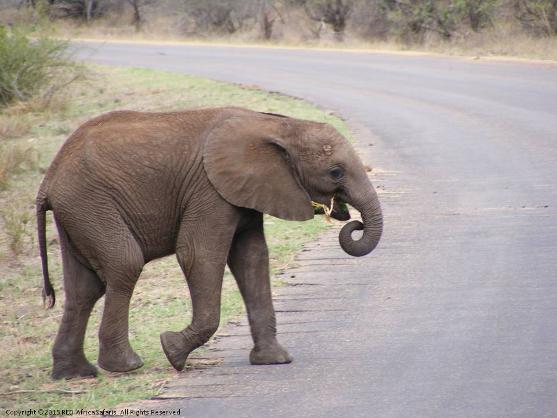 Red Africa Safaris - Baby African Elephant South Africa